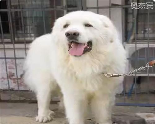 如何训练大白熊犬成为温顺的宠物（以爱和耐心打造忠诚的伙伴）