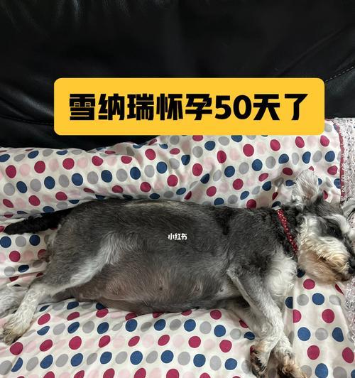 从小到大，雪纳瑞的成长（一只可爱的宠物犬的成长历程）