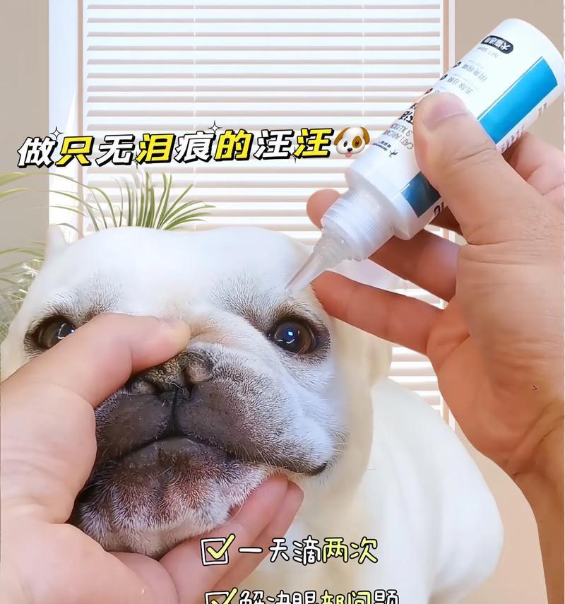 狗狗有眼屎怎么办？（宠物眼部保健的重要性与解决方法）