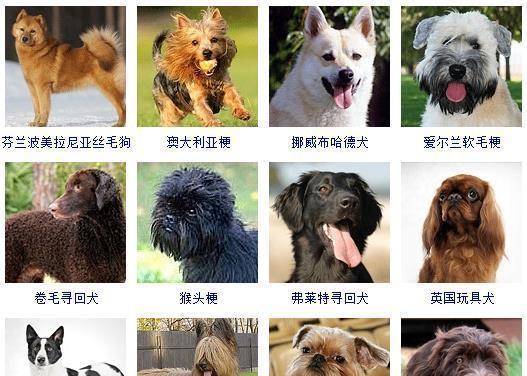 英国雪达犬饲养全攻略（养犬新手必看，掌握关键养护知识）