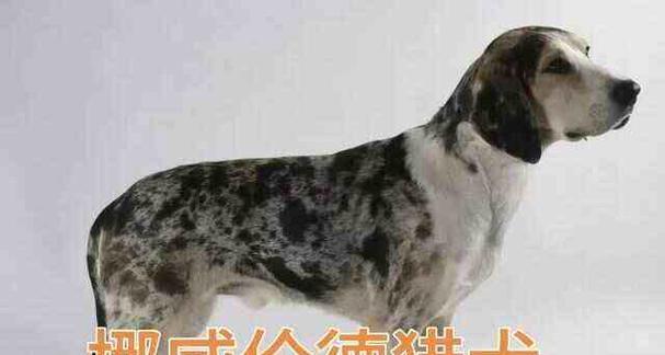 养威尔士跳猎犬，从这些方面入手（养威尔士跳猎犬，从这些方面入手）