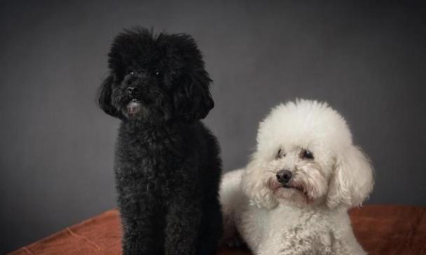 泰迪犬饲养指南（了解泰迪犬的性格特点，打造优质饲养环境）