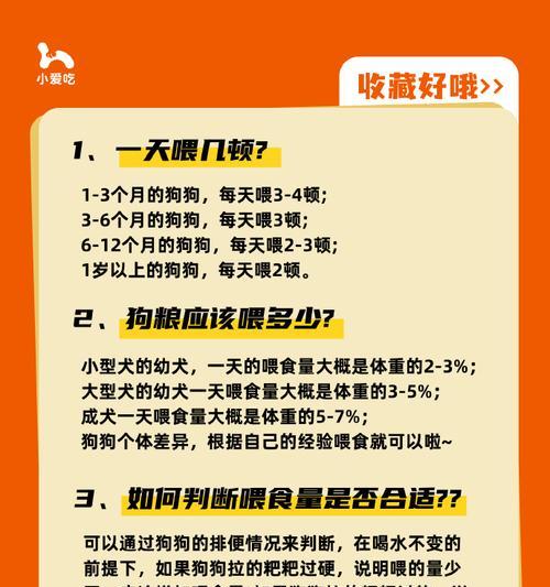 夏天饲养狗狗的误区及正确方法（避开这些误区，为你的狗狗提供舒适的夏天生活）