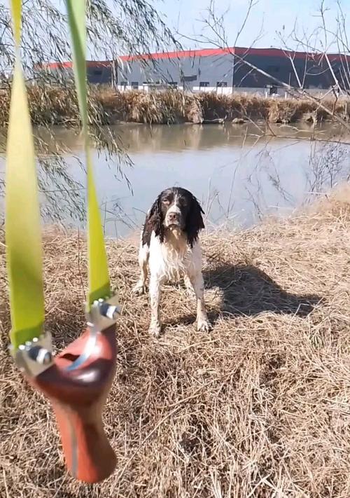 狗狗的饮水量和缺水判断（了解狗狗的饮水需求，关注狗狗的健康）