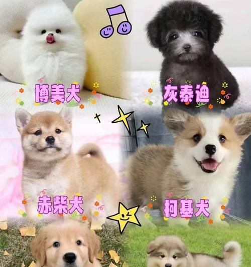 挑选比熊幼犬的6不要（选择健康、纯种的比熊幼犬的关键）