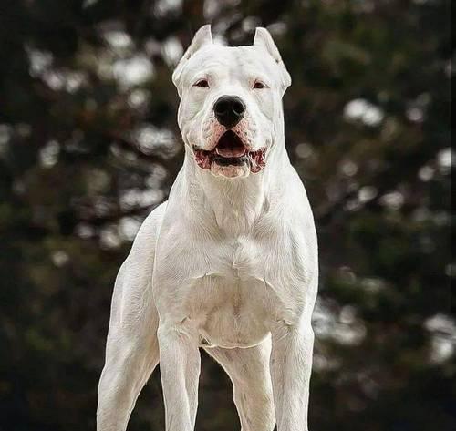 阿根廷杜高犬（相对其他常见犬种更难饲养，但值得一试）