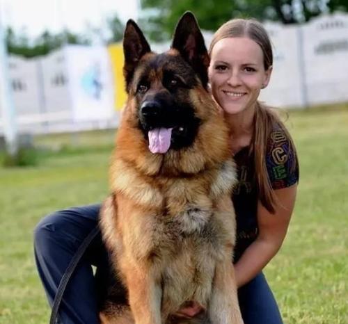 大型犬品种大全——选择适合家养的大型犬（挑选适合家庭的大型犬，从这些品种中找到你的完美伴侣）