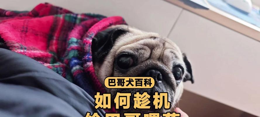 巴哥犬养护指南（打造幸福快乐的巴哥犬家庭生活）