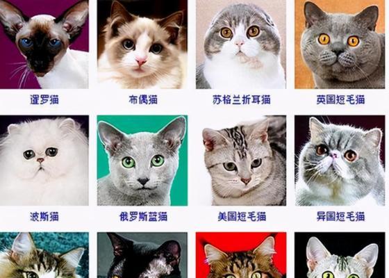 纯黑猫的神秘魅力（探秘纯黑猫——黑夜中的守护者）