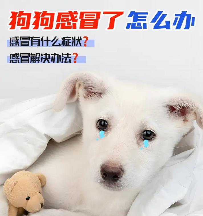 如何应对幼犬感冒（幼犬感冒的症状及治疗方法）