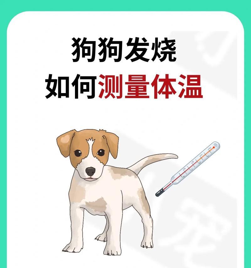 马尔济斯犬毛发的美丽技巧（打造绚丽细腻，呈现优雅与健康）