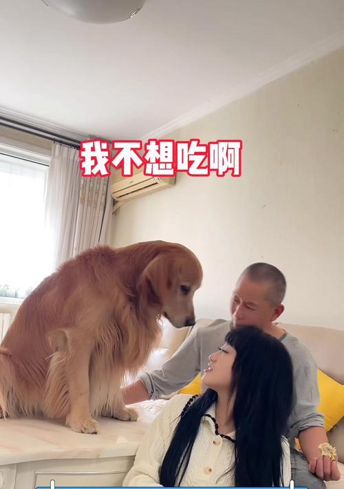 金毛幼犬的科学喂养方法（金毛幼犬的成长全靠你，掌握关键诀窍！）