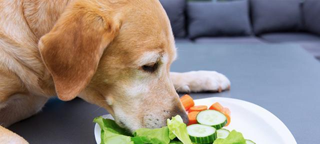 幼犬小金毛的饮食需求及可食用的食物（解析小金毛的饮食健康，了解幼犬可以食用的食物）