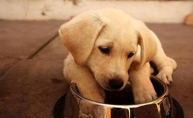 初养拉布拉多犬必读指南（让你的拉布拉多犬健康快乐成长的关键技巧）