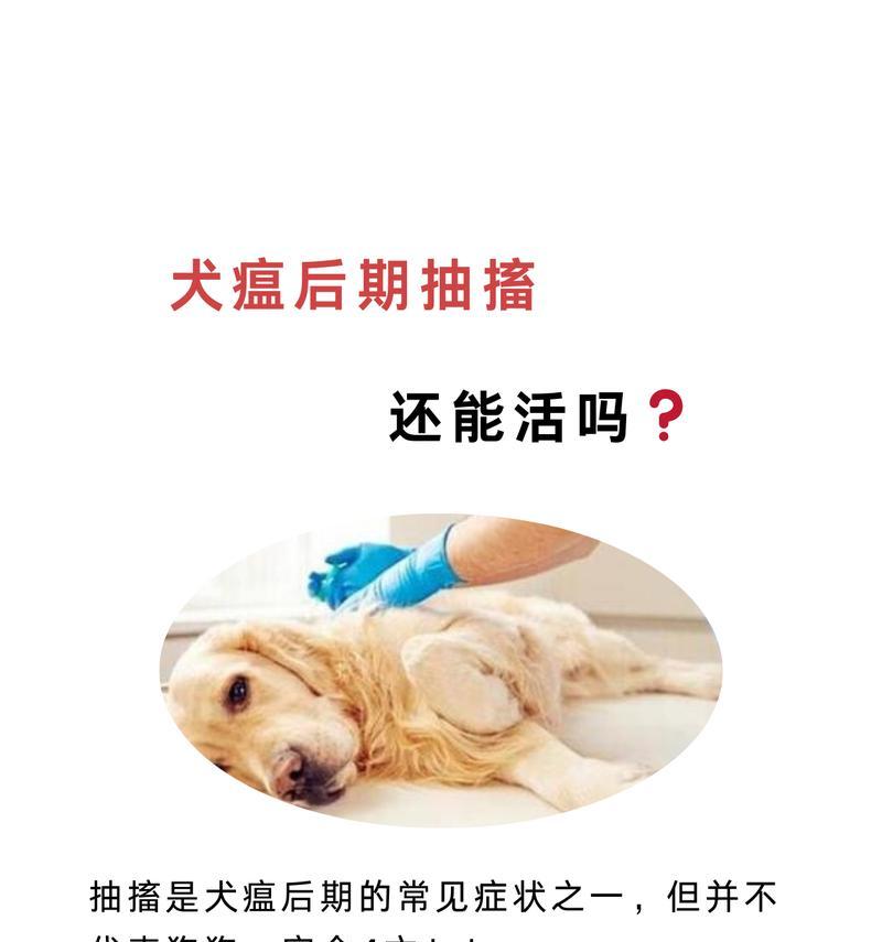 犬瘟病（了解犬瘟的症状、潜伏期和治疗方法，提高狗狗的健康抵抗力）