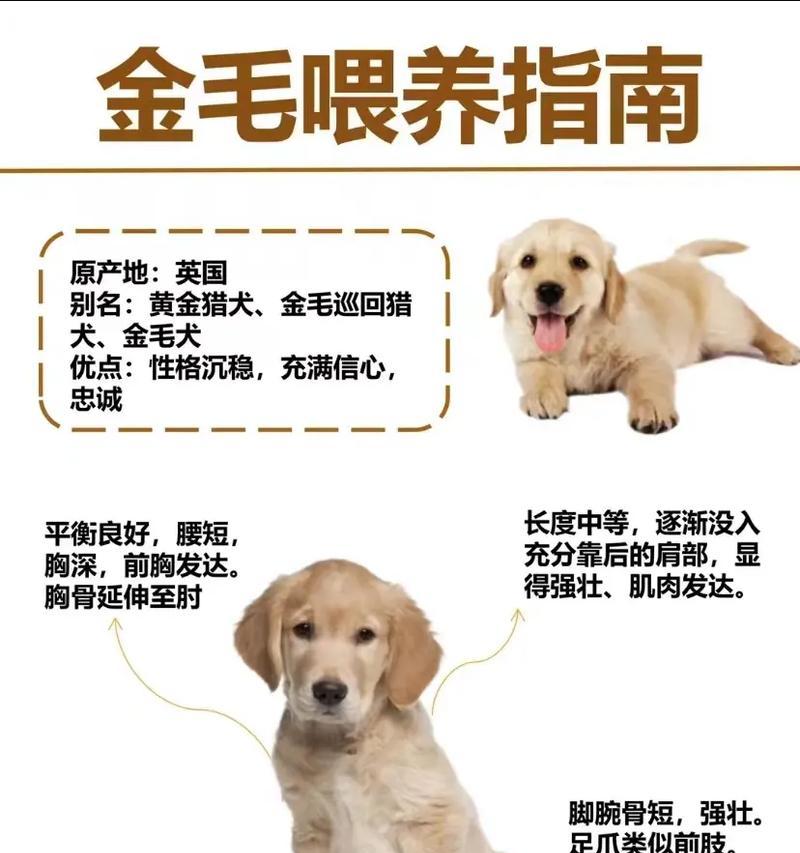 喂养金毛幼犬的注意事项（六个关键注意事项帮助铲屎官喂养金毛幼犬）