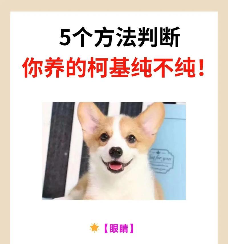 柯基犬喂养的6种方法（如何科学合理地喂养你的柯基犬）