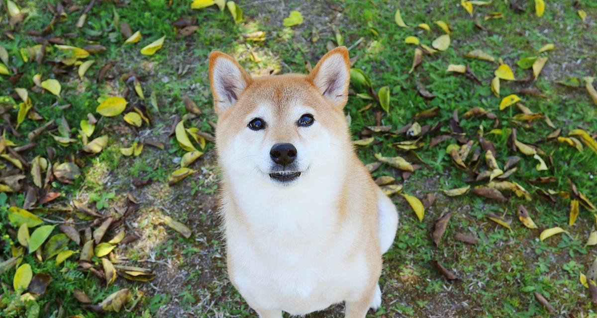 纯种柴犬的特征与标准（了解纯种柴犬的标准和特征，选择适合的宠物伴侣）