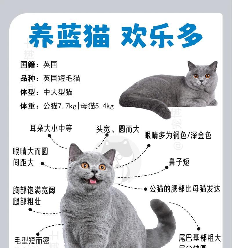 蓝猫价格波动大的原因及其影响（了解蓝猫价格的决定因素和市场影响）