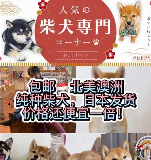 纯种柴犬价格及特征揭秘（探索纯种柴犬市场，一窥柴犬的独特魅力）