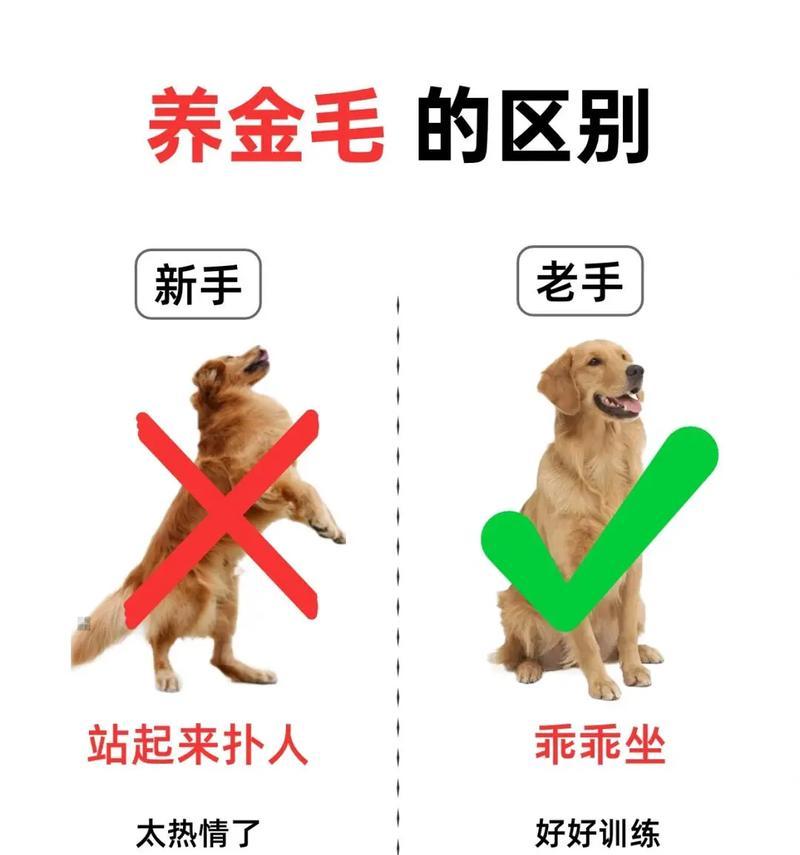 如何合理控制金毛犬的饭量？（了解金毛饮食需求，科学喂养宠物）