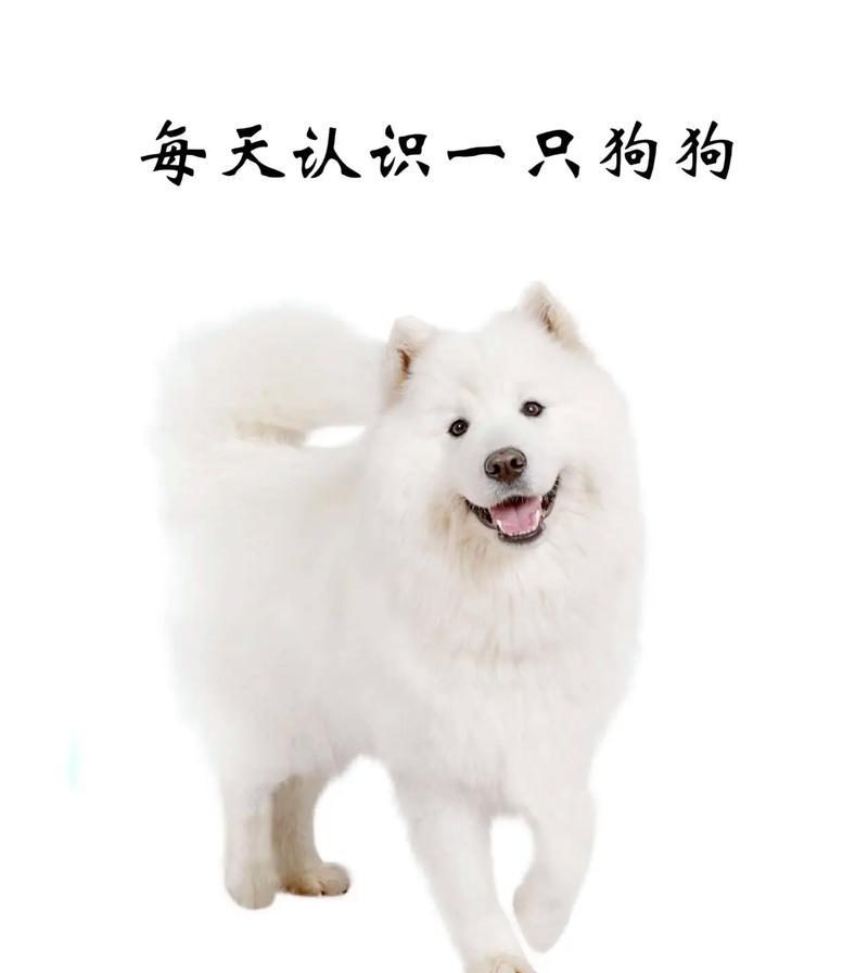 善待萨摩耶犬，让它们健康快乐生活（从爱护开始，勿做伤害宠物的事情）