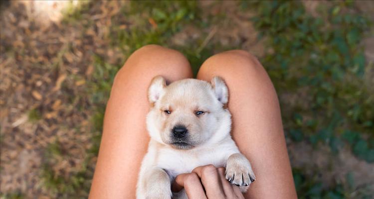 拉布拉多犬的缺点及如何应对（了解拉布拉多犬的防备心，更好地与它们相处）