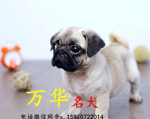 探寻巴哥犬的价格及定价因素（了解巴哥犬的市场行情与价值评估）