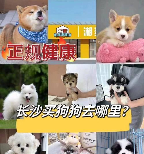 以平价养狗，月均300元养好比熊犬（经济养狗攻略，成为贴心主人的秘诀）