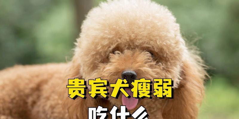 泰迪犬饮食清单（为你的宠物提供健康饮食，避免食物中毒和健康问题）