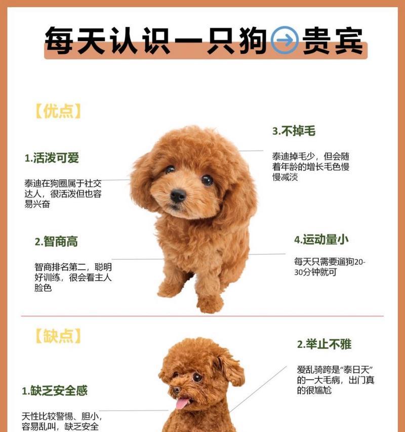 泰迪犬价格揭秘（泰迪犬的价格取决于多种因素，不同价格反映出不同的品质和血统）