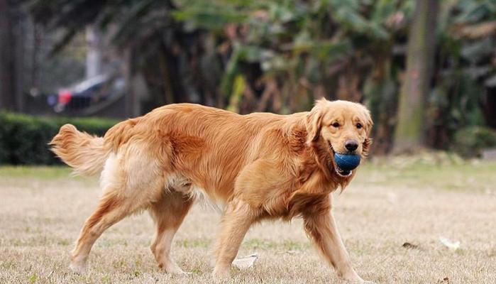 金毛犬价格揭秘（探索纯种金毛犬的市场行情及关键因素）