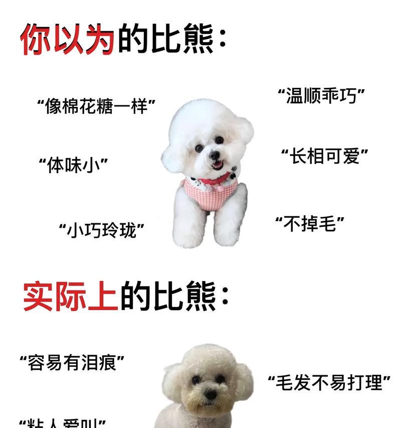 比熊犬幼崽子的价格及选购建议（了解比熊犬幼崽子的价格，为您的家庭选择一个合适的宠物伙伴）