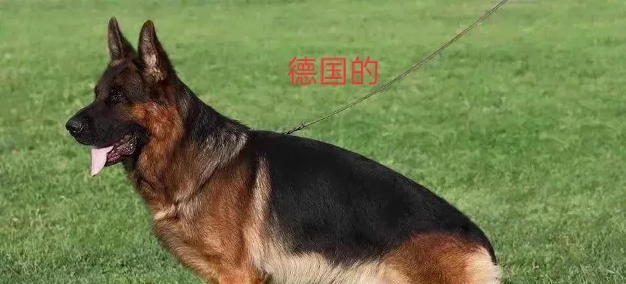 德国牧羊犬（德牧的特性、用途以及培养需求）