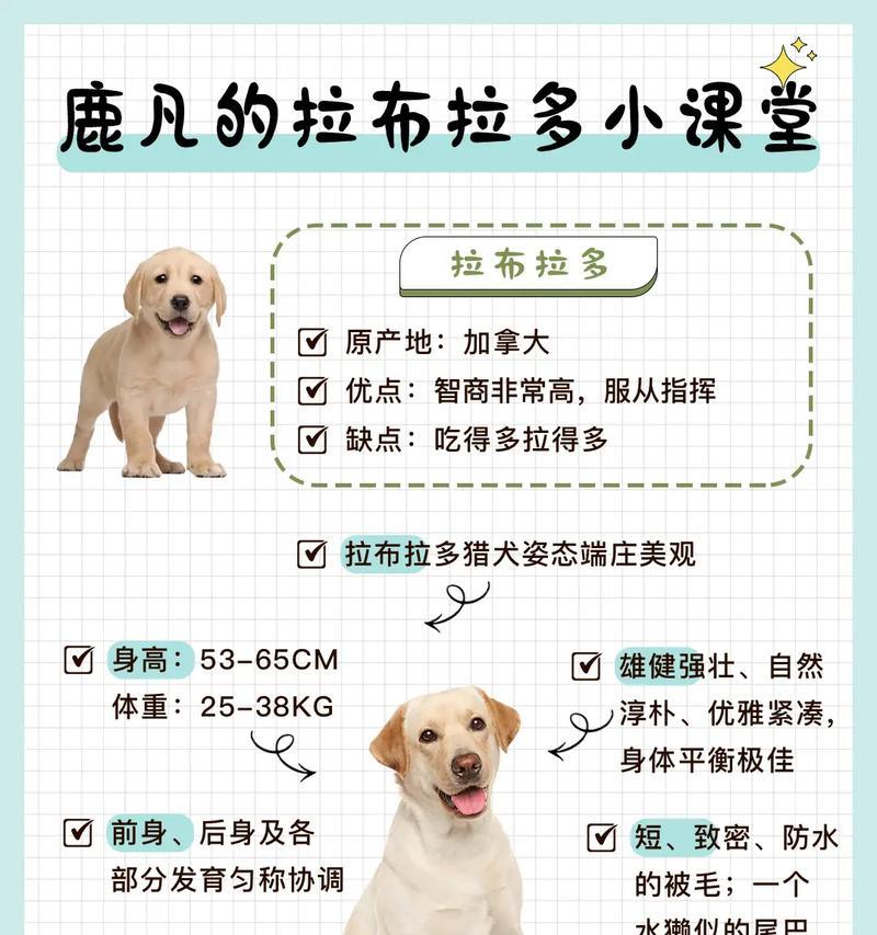 拉布拉多犬的魅力（探索养拉布拉多犬的诸多好处）