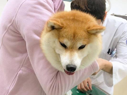 柴犬价格和养护费用详解（柴犬价格一只多少钱？上班族养犬的经济压力如何？）