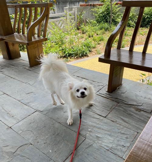 银狐幼犬的饮食需求与禁忌（为您的银狐宝宝提供健康的饮食）