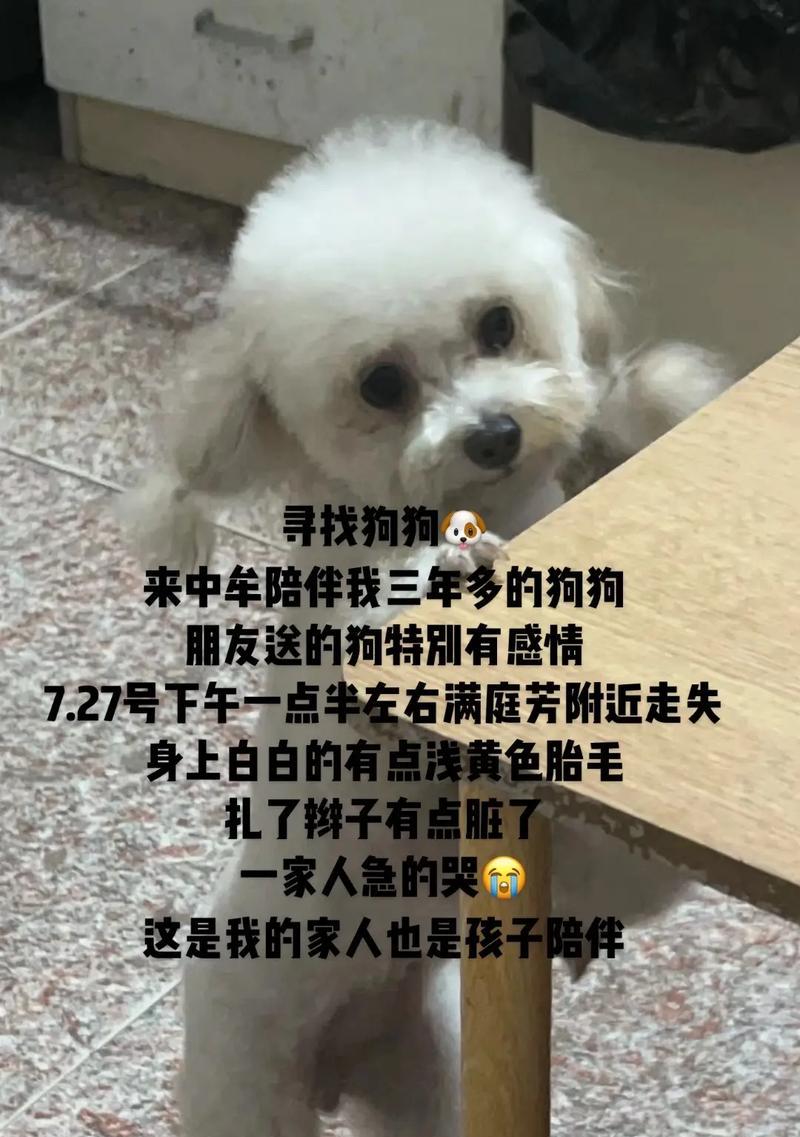 训练泰迪犬的小技巧（从小养成习惯很重要）