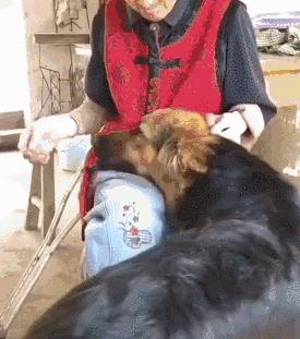 掌握狗狗交流的技巧（解密狗狗的语言和行为，实现有效沟通）