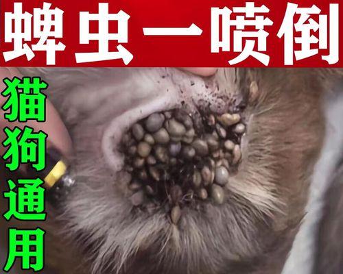 有效去除狗狗虱子的5个实用小妙招（快速摆脱狗狗身上的虱子，让它们重拾健康与舒适）