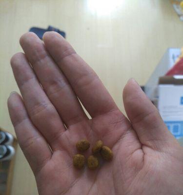 如何正确判断半岁泰迪应该吃多少狗粮？（合理营养摄入的关键是什么？）