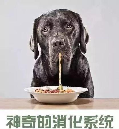 狗狗生产困难怎么办？专家教你应对方法！（为保宝宝安全，及时送医是最佳选择！）