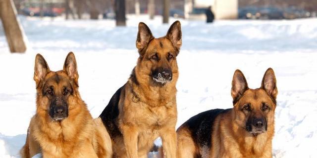 以德牧犬——理想的家庭守卫犬（了解以德牧犬的优点和缺点，为新手主人提供综合指南）