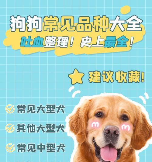 选择适合你的大型犬宠物（了解大型犬品种及价格，打造幸福的宠物生活）