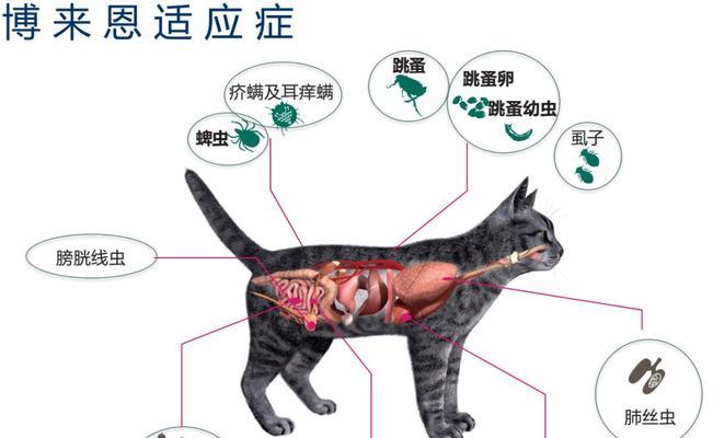 猫咪身上的寄生虫及驱虫措施（了解猫咪身上的寄生虫种类，掌握正确的驱虫方法）