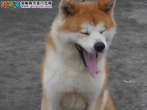 秋田犬幼犬价格揭秘（高品质秋田犬幼犬价格大约在两万左右）