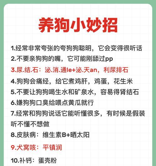 聪明可爱的小泰迪养护指南（了解小泰迪犬种及最佳喂养方法，让它健康快乐成长）