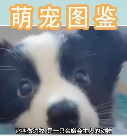 养边牧，享受的不仅是犬舍生活（饲养边牧犬的优势和好处一览）