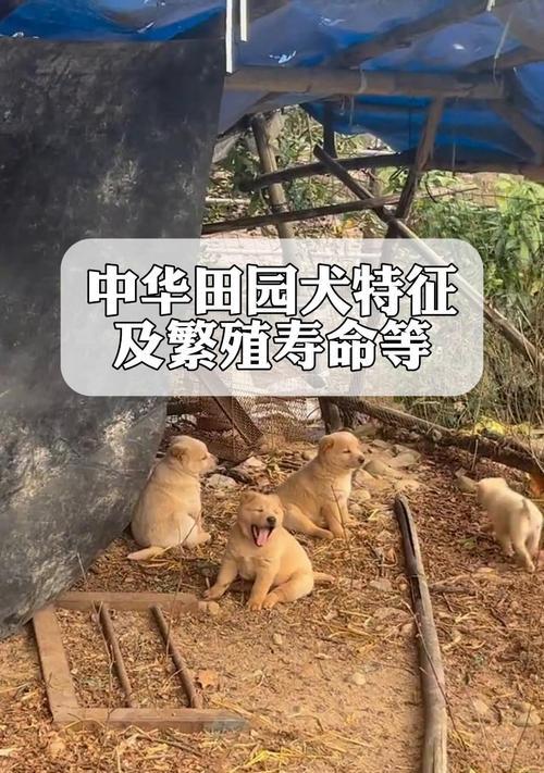 狗的寿命（揭秘狗狗的寿命及延长狗狗寿命的方法）