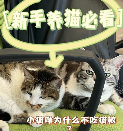 猫咪不吃不喝？原因和解决方法都在这里！（为什么猫咪不吃不喝？怎么办？）